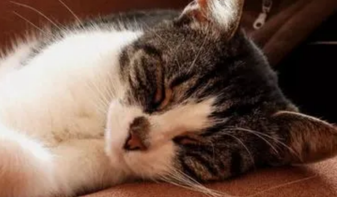 猫咪体内驱虫真的很简单,注意这些事项就行 猫咪体内驱虫真的很简单,注意这些事项就行