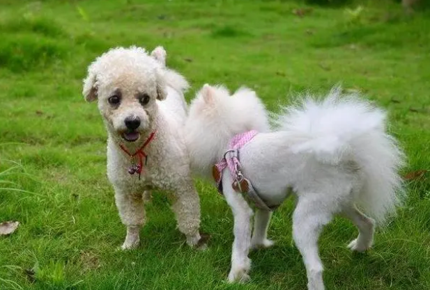 遛狗到底应该不应该带牵引绳？这5个原因让你明白