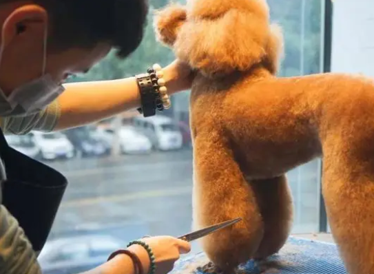 宠物行业现状及机遇 为什么连锁宠物店只能赚加盟费