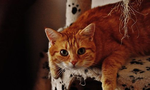 猫窝臭能喷香水吗,猫窝有味道能不能喷香水 猫窝臭能喷香水吗,猫窝有味道能不能喷香水