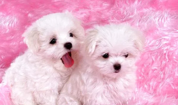 一篇文章告诉你母比熊发情前的症状