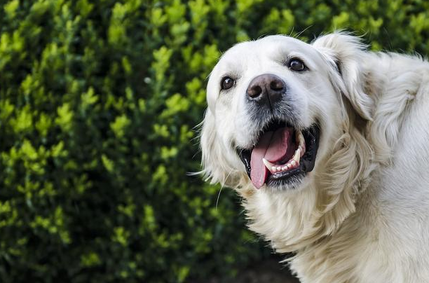 从数据入手，盖夫金冠羊奶粉的品质把控