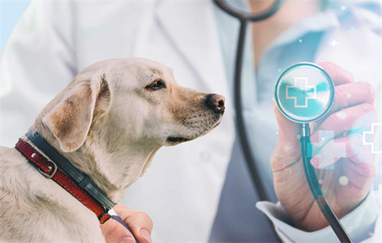 通过松狮的舌头，轻松判断它的身体状况！