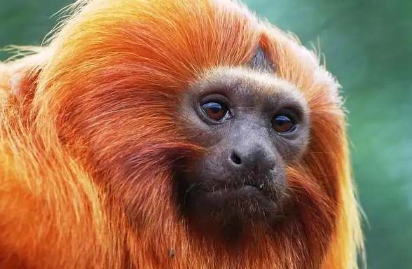 濒临灭绝?优胜劣汰?揭开狨猴“失踪之谜”! 濒临灭绝?优胜劣汰?揭开狨猴“失踪之谜”!