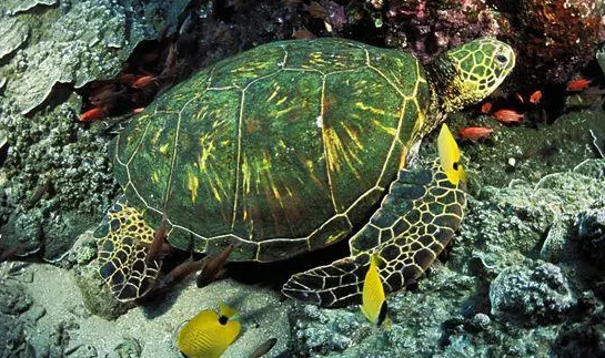 绿海龟能长多大?主人可以来看看 绿海龟能长多大?主人可以来看看