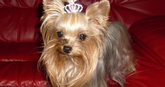 什么狗不用打理毛发?新手铲屎官看过来 什么狗不用打理毛发?新手铲屎官看过来