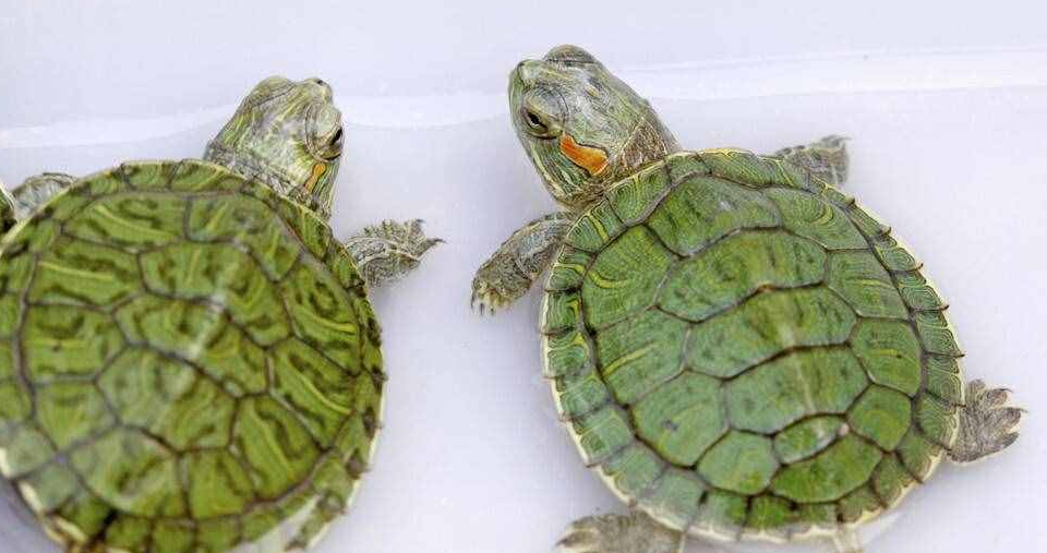 巴西龟养一只孤独吗？看完你就明白了