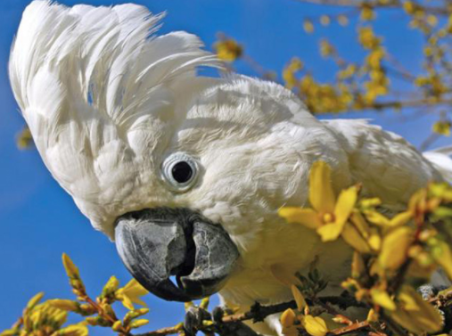 雨伞凤头鹦鹉能活几年？寿命长吗？