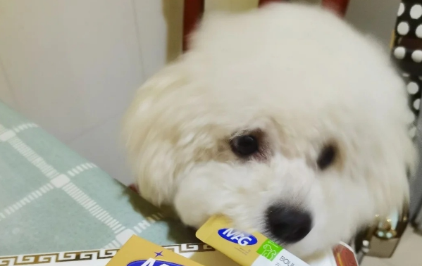 狗能吃人的益生菌吗？看完你就知道了