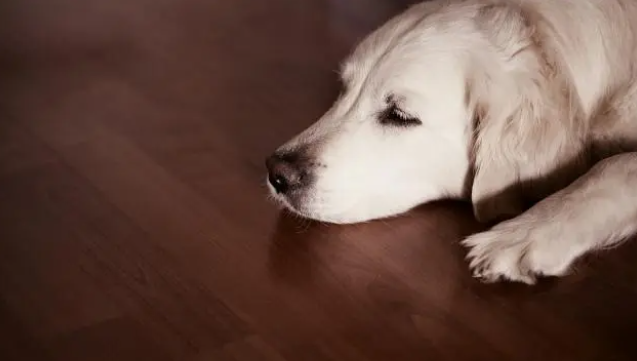 狗狗吃墙皮除了补充微量原因，还需要注意？