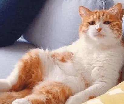 怎么区别猫抓板的好坏？怎样的才适合猫？