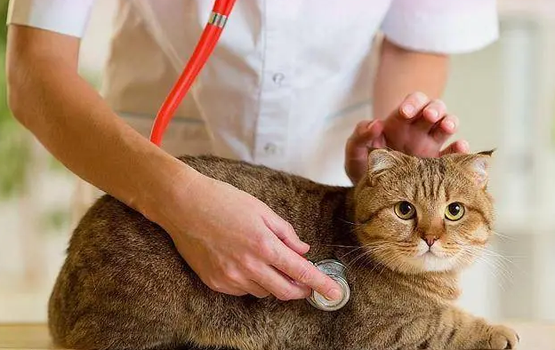 猫中暑可以吃藿香正气吗？