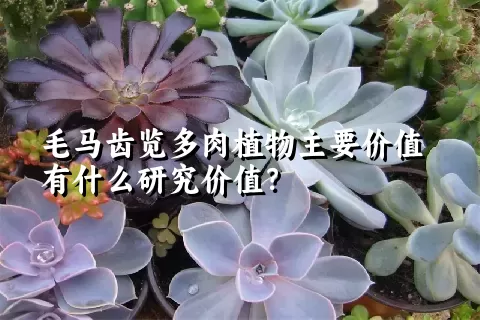 毛马齿览多肉植物主要价值有什么研究价值?