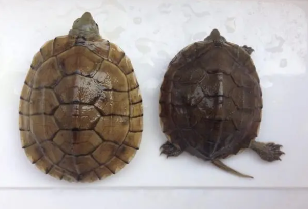 论乌龟晒背（自然阳光）的重要性