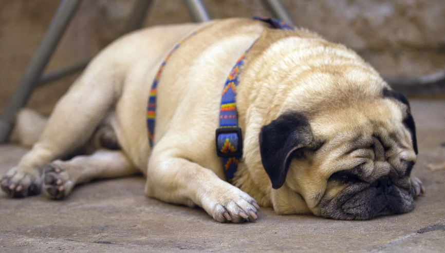 小型犬短毛有哪些品种？来这了解一下