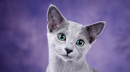 宠主科普：猫寄养多久不认识主人？