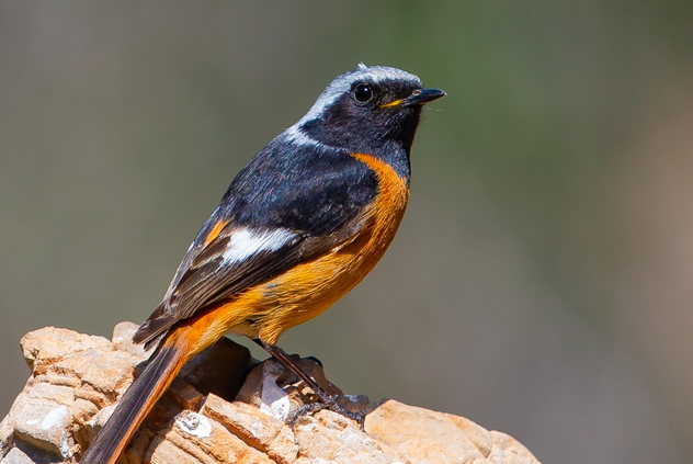 今日解析：北红尾鸲吃什么