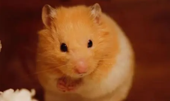 一般情况下,仓鼠用什么洗澡? 一般情况下,仓鼠用什么洗澡?