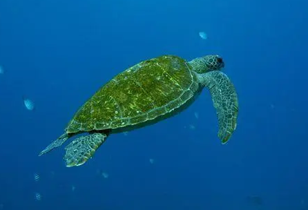 绿海龟能长多大?主人可以来看看 绿海龟能长多大?主人可以来看看