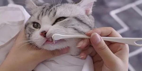 怎么帮猫咪刷牙？方法如下