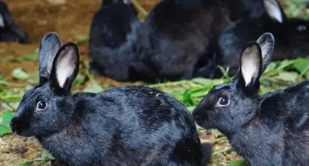 每日科普：中华黑兔几个月能繁殖？