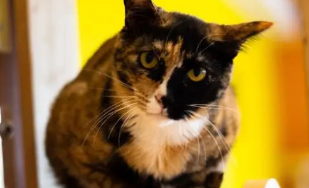 猫咪体内驱虫的正确方法