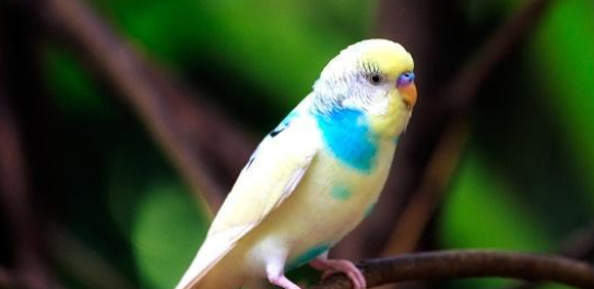 笼鸟的特殊饲料调配方法你会吗？快来了解一下吧！