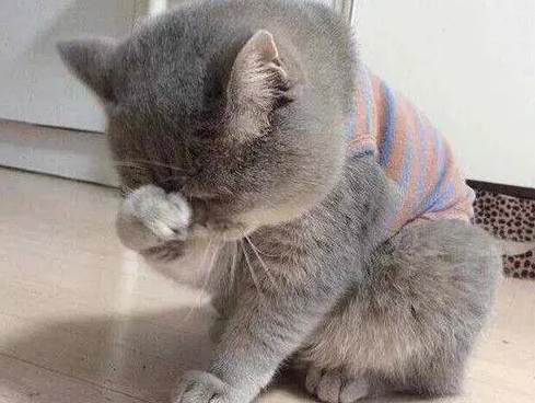 猫为什么叫的像小孩哭?本文告诉你 猫为什么叫的像小孩哭?本文告诉你