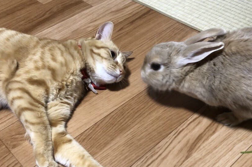 猫吃兔子吗？这篇文章给你答案