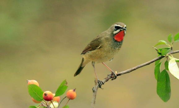 红靛颏几月份开始大叫？一文告诉你答案