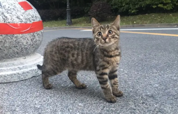 狸花猫几个月就不长个了？我来告诉你答案！