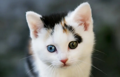 快来看看，母猫一直不做绝育会怎么样？