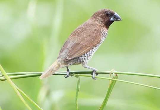 斑文鸟可以家养繁殖吗？本文替你解答