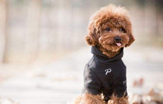 断尾狗你肯定经常见到，这到底是在伤害还是在保护狗呢？