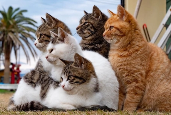 如何给猫咪体外驱虫，需要注意什么？