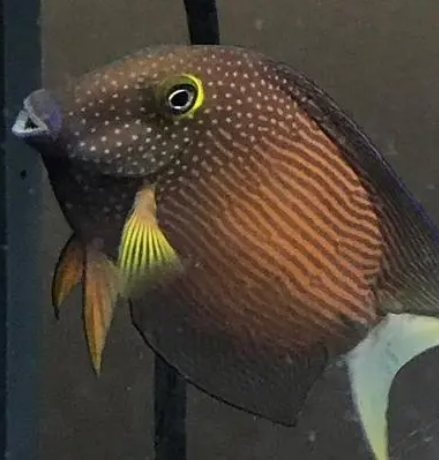 白尾吊饲养手册——从入门到入土 白尾吊饲养手册——从入门到入土