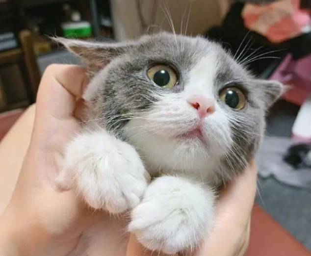 小猫多大可以驱虫，爱沃克教你正确驱虫法