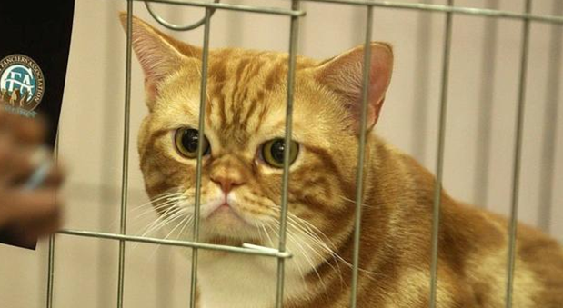 导致猫咪有攻击性行为的原因是什么？答案在这