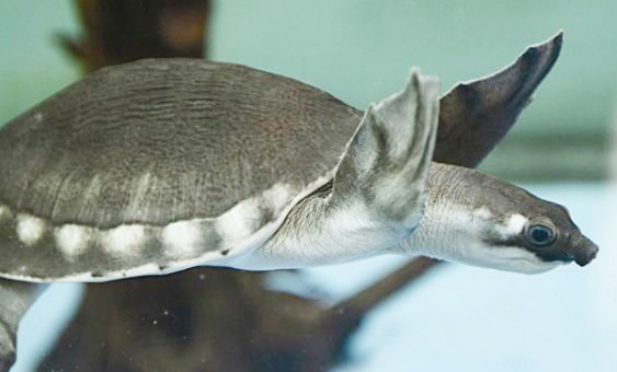 猪鼻龟吃什么蔬菜水果？主要包括这些