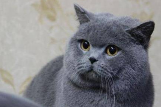 英短和蓝猫的区别，一起了解下吧