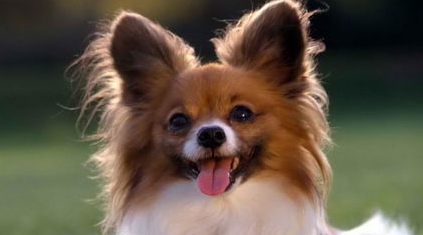 判断健康蝴蝶犬的十大要素是什么？不妨来看看