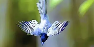 寿带鸟会说人话吗?了解一下 寿带鸟会说人话吗?了解一下