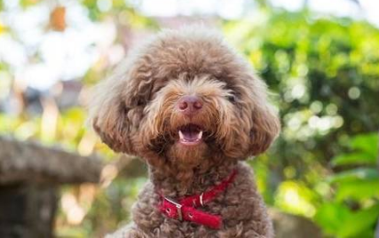 女孩子都喜欢养贵宾犬？原来有这些原因~