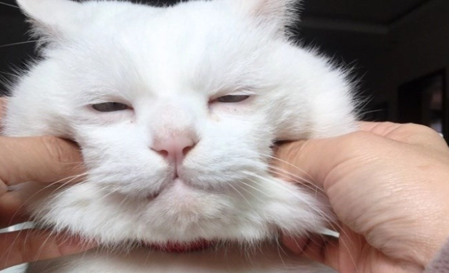 小公猫几个月开始发腮？有人清楚吗？