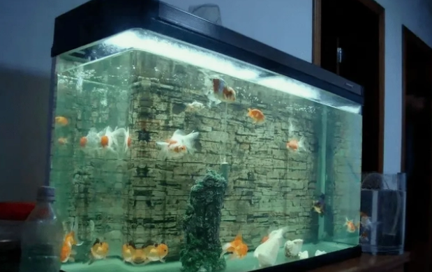 怎么判断鱼粮的好坏?这几招需要掌握 怎么判断鱼粮的好坏?这几招需要掌握