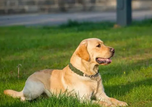 狗狗驱虫多久一次？体内体外驱虫有何不同？