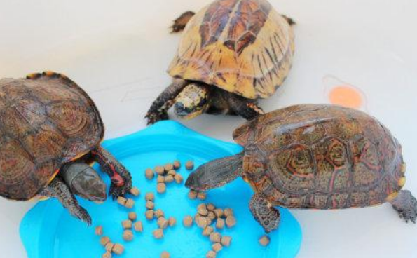 洪都拉斯木纹龟是保护动物吗?一文告诉你 洪都拉斯木纹龟是保护动物吗?一文告诉你