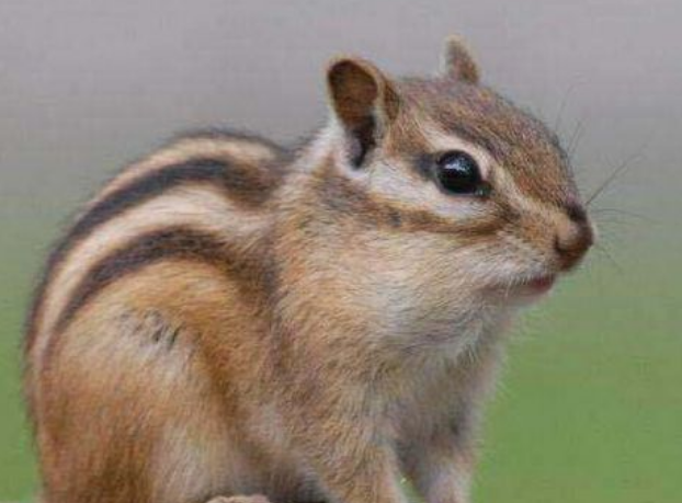 家养松鼠身上会携带哪些病毒？主人来看看