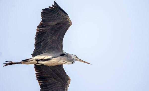 号鸟的喂养技巧有哪些？一起来学习一下吧！