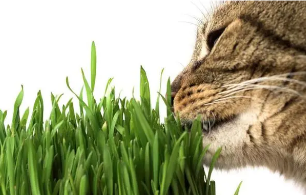 为什么猫咪要吃猫草？
